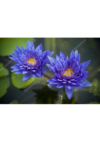 10 Adet Mavi Lotus Tohumu Nilüfer Tohumu