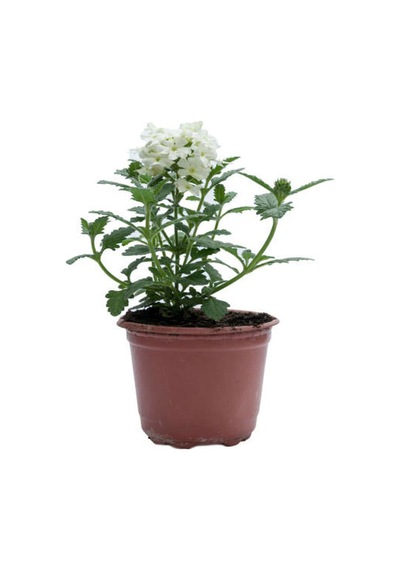 Küstüm Çiçeği 1 Adet 8/10cm +kırmızı Karanfil Çiçeği 10-15cm+beyaz Mine Çiçeği 10-15cm