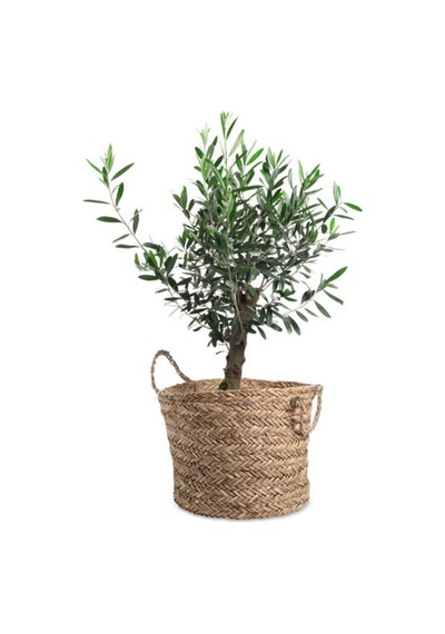 Videolu Dekoratif Zeytin Çalısı 30 45 Cm 5 Adet Saksılı/tüplü Teucrium Fruticans