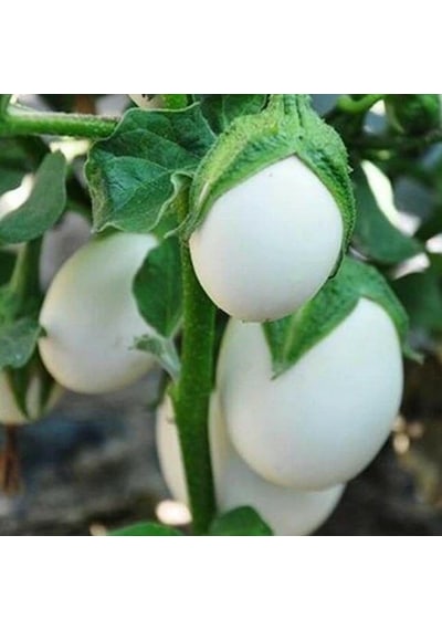 Japanese Egg White Etli Yumurta Patlıcan Tohumu 15 Tohum