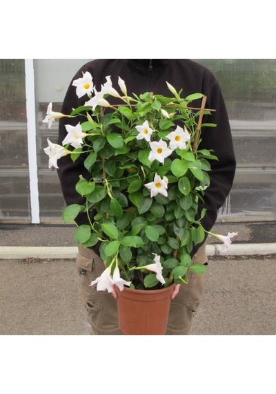 Mandevilla Sarmaşığı - Beyaz 80-100cm