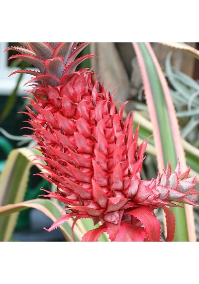 Saksıda Pembe Ananas Meyvesi Fidanı Çok Özel