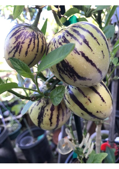 Tüplü Salkım Meyveli Pepino Fidanı Yaş 1 Boy 45-65Cm