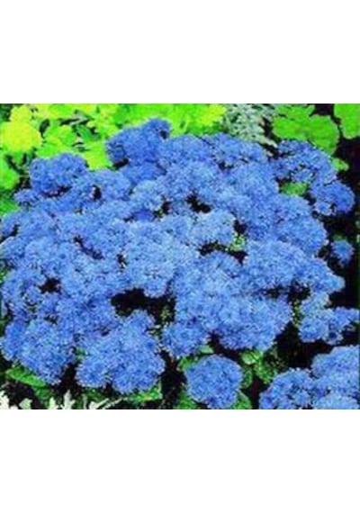 200+ Mavi Ageratum Blue Mink Tohumu N112391