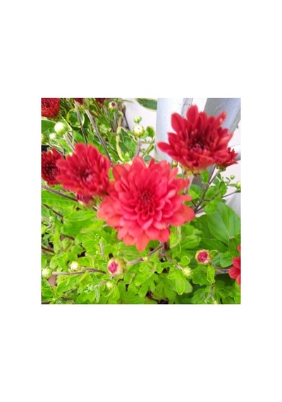 Kırmızı Bodur Kasımpatı Çiçeği Fidanı 10-20 Cm