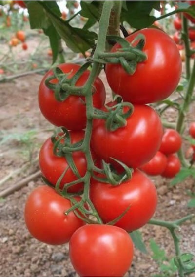 Süper Paket Erkenci Salkım Domates Tohumu Domates Tohumu 110 Adet Tohum