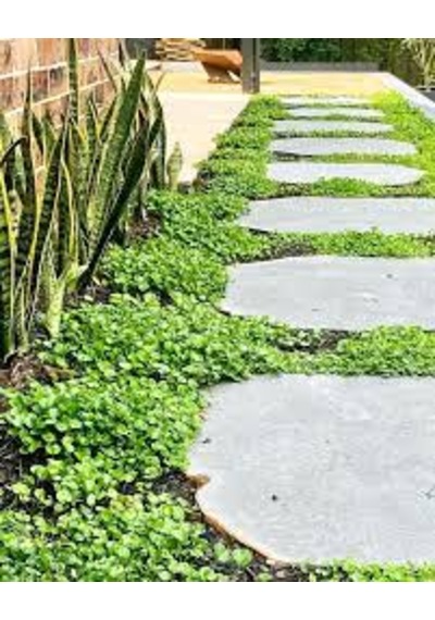 Dichondra repens Fare kulağı çim tohumu  500 gr