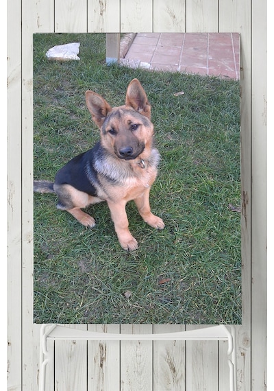 Kurt Köpeği Hayvan Posteri 2