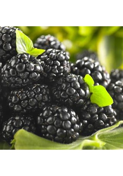 Bahçevilya 2 Yaşında Tüplü Jumbo Böğürtlen Fidanı