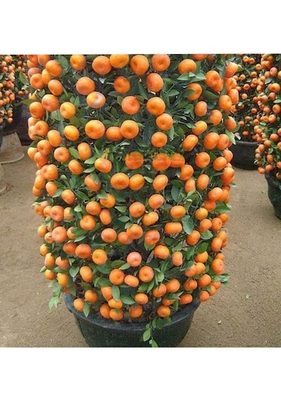 İthal Bodur Mandalina Ağacı Tohumu Ekim Seti 3 Tohum +Saksı+Topra