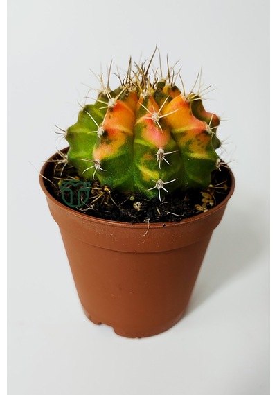 Gymnocalycium Mihanovichii Variegata Köklü Çok Renkli Küçük Boy K