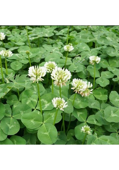 Yonca Ak Üçgül Tohumu Trifolium Repens 1 KG