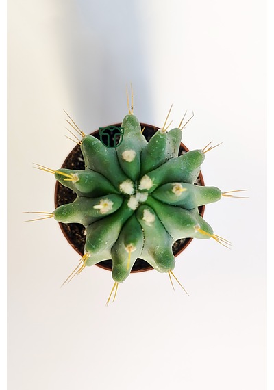 Ferocactus Glaucescens Kuraklığa Dayanıklı Bitki Özel Tür Katküs
