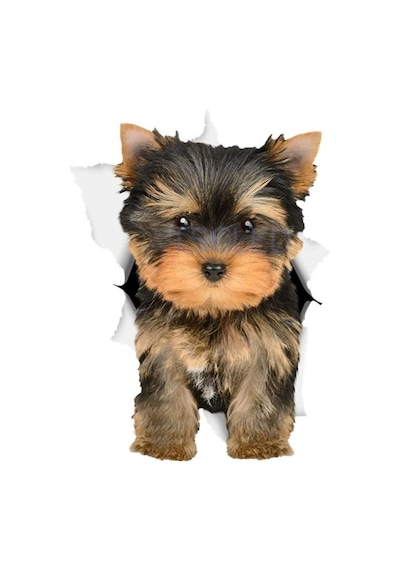 Sevimli Yorkie Köpek Etiket Köpek Çıkartmaları Leptop