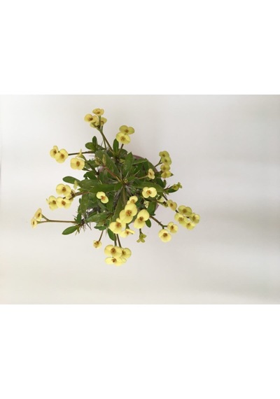 Dikenler Tacı Küçük Çiçekli Ithal Euphorbia Milli Sarı