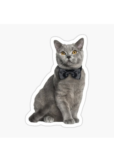 Chartreux Kedi Araba Oto Sticker Etiket Renkli V9