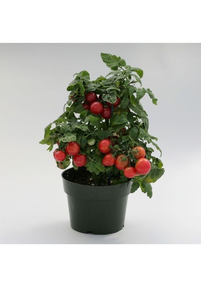 Süper Paket Cherry Domates Tohumu Saksılık Cherry Domates Tohumu 150 Adet Tohum