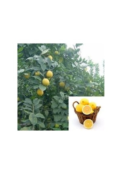 15 Adet Tohum Organik Hobi Bahçe Balkon Limon Bonsai Ağaç Tohumu