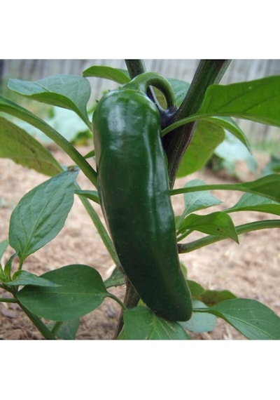 Jalapeno Biber 100 Adet Tohum+ Saksı + Torf
