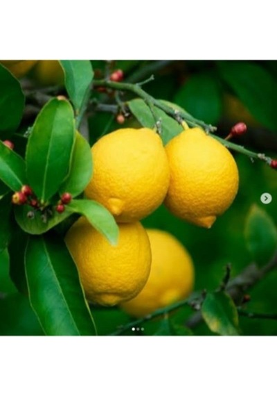 Rüzgarbotanik Yediveren Limon 80Cm 100Cm