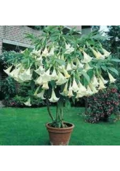 5 Adet Tohum Nadir Bulunan Beyaz Angel Trumpet Çiçeği