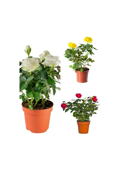Videolu Yediveren Kırmızı Beyaz Sarı Renkli 25 50cm 3 Adet Saksılı Aşılı Gül Red White Yellow Rose