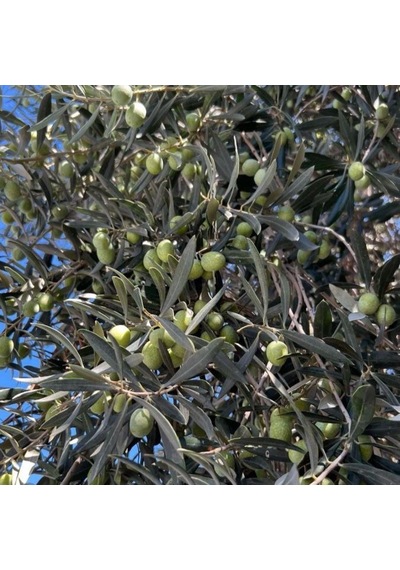 Sınırlı Stok Tüplü Sırbistan - Picholine Zeytini Fidanı