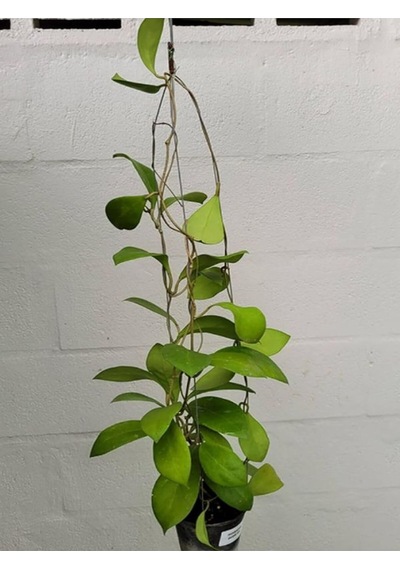 1 Metre Mum Çiçeği Hoya Carnosa Kokulu Çiçekleri Pembe Beyaz Renklidir