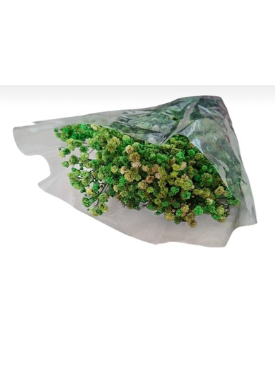 Şoklanmış Kurutulmuş Cipso Çiçeği 1 Demet 50-60gr - 35-45cm Yeşil