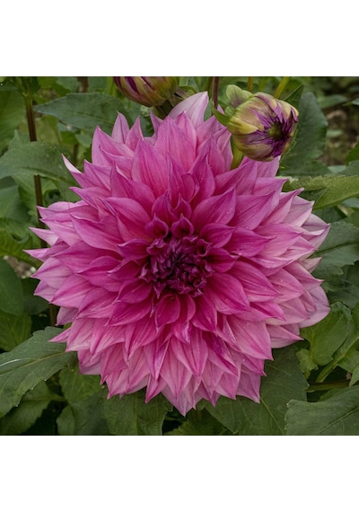 Cafe Au Lait Rose Dahlia İri Yıldız Çiçeği Yumrusu (1 Adet)