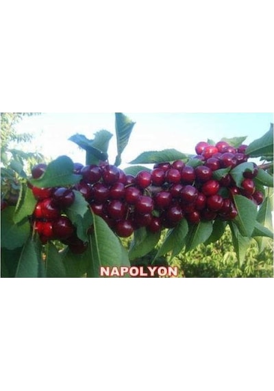 Napolyon Bodur Kiraz Fidanı Aşılı - 2 Yaş Tüplü 20-50 Cm