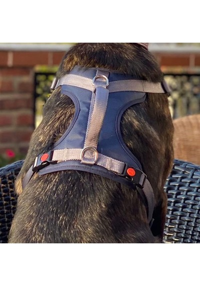 Cool Walk Premium Köpek Göğüs Tasması S Çok Renkli