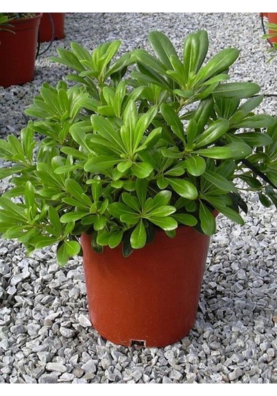 Videolu Pitos Bodur Yıldız Çalısı Fidanı 1 Adet Saksılı/ Tüplü 15-30cm Pittosporum Tobira
