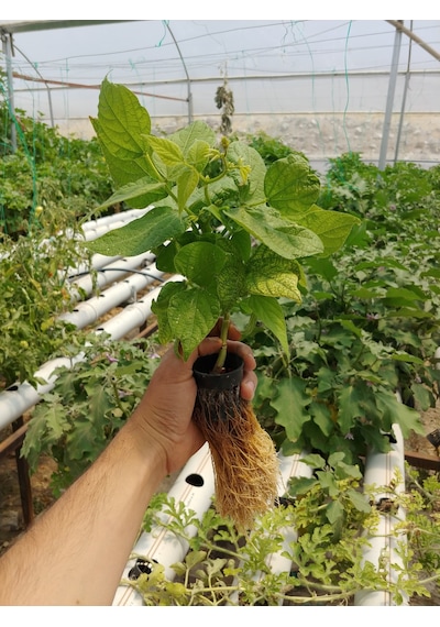 TOPRAKSIZ TARIM 10 ADET FİLE SAKSI 5*5CM
