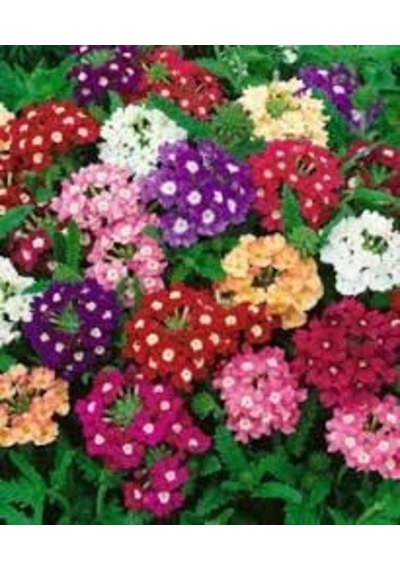 10 Adet Tohum Nadir Karışık Renkli Ağaç Minesi Çiçeği Tohumu