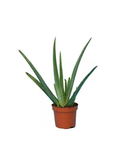 Canlı Aloevera Bitkisi 15cm