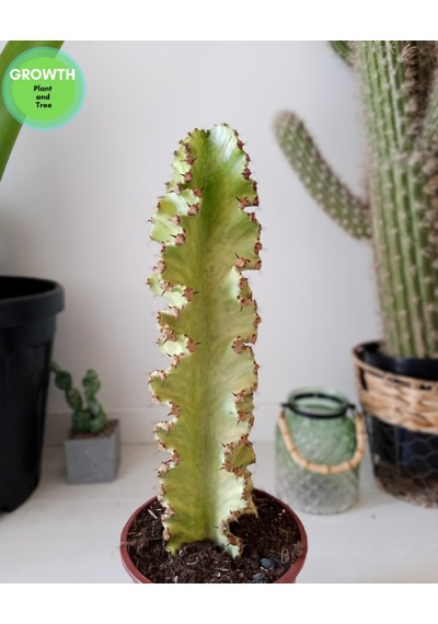 Euphorbia Ammak Kaktüs Ingens Variegata 1 Adet