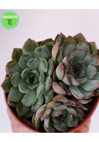 Echeveria Pink Edge 1 Adet