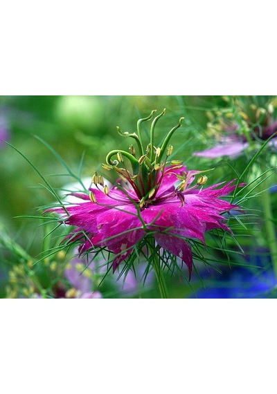 100+ Nigella Damascena Bitki Tohumu