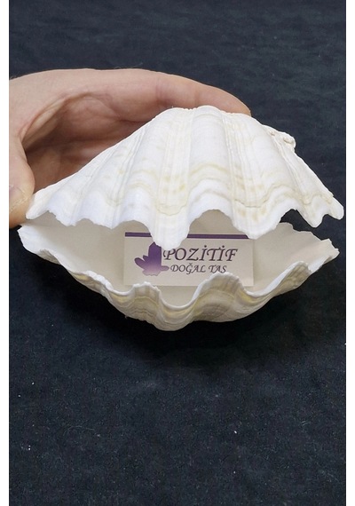 İki Parçalı Deniz Kabuğu Tridacna Gigas 30-p2