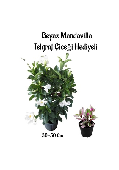 Kokulu Beyaz Renk Mandevilla Çiçeği Anneler Gününe Özel Pembe Telgraf Çiçeği Hediyeli