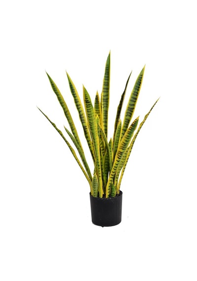 Paşa Kılıcı Peygamber Kılıcı Sansevieria