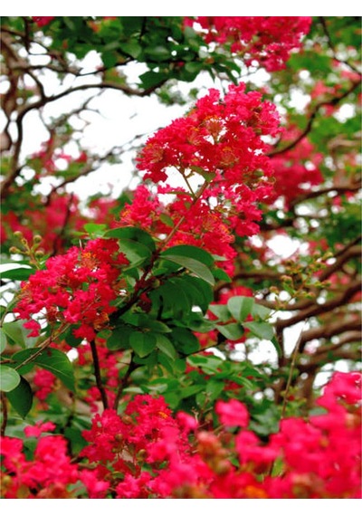 Videolu Kırmızı Çiçekli Oya Ağacı Fidanı 30 60 Cm 1 Adet Saksılı/tüplü Lagerstroemia Indica