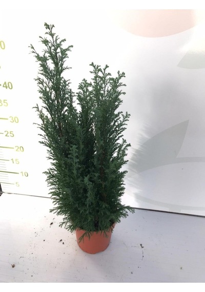 Videolu Elwoodi Ev Çamı 30-40 Cm Ev Ofis Bitkisi Kalıcı Susuzluğa Dayanıklı İran Çamı