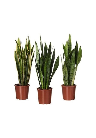 Videolu 1 Adet Kılıç Çiçeği Fidanı 40-60 Cm Saksılı Çiçekli Bodur Bitkiler Gladiolus