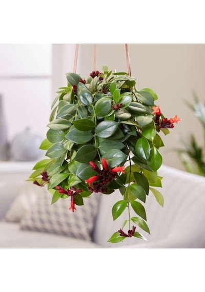 Ruj Çiçeği(Aeschynanthus) - Askılı Saksıda 2 adet