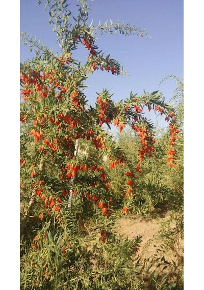 12 Adet Gojiberry Fidanı Karışık Sarı Siyah Kırmızı Tüplü Aşılı 12 Ay Dikim..........