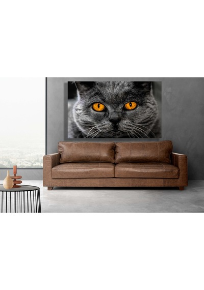 British Shorthair Kedi Kanvas Tablo