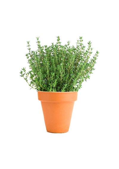 Videolu Keskin Kokulu 5 Adet Kekik Fidanı 20-30cm Saksılı Thyme