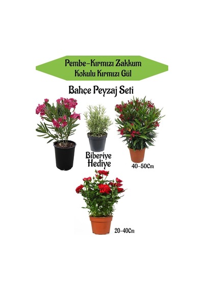 Bahçe Peyzaj Seti 1 Adet Kırmızı 1 Adet Pembe Zakkum+kırmızı Gül Fidanı+hediye Biberiye